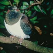 Kererū | New Zealand pigeon. Juvenile perched on branch. Levin. Image &copy; Department of Conservation (image ref: 10041480) by David Mudge, Department of Conservation Courtesy of Department of Conservation