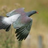 Chatham Island pigeon. Dorsal view of adult in flight. Tuku Farm, Chatham Island, January 2010. Image &copy; David Boyle by David Boyle Courtesy of the Chatham Island Taiko Trusthttp://www.taiko.org.nz&nbsp;