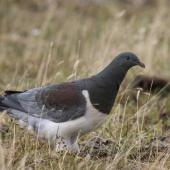 Parea | Chatham Island pigeon. Juvenile. Taiko Camp,  Chatham Island, January 2022. Image &copy; Oscar Thomas by Oscar Thomas www.oscarthomas.nz