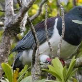 Chatham Island pigeon. Adult perched in tree. Chatham Island, December 2010. Image &copy; Duncan Watson by Duncan Watson
