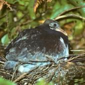 Parea | Chatham Island pigeon. Fully grown chick in nest. Tuku Valley, Chatham Island, January 1993. Image &copy; Ralph Powlesland by Ralph Powlesland