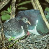 Chatham Island pigeon. Adult with 24-days-old chick on nest. Tuku Valley, Chatham Island, April 1992. Image &copy; Ralph Powlesland by Ralph Powlesland