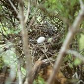Chatham Island pigeon. Nest with egg. Tuku Valley, Chatham Island. Image &copy; Ralph Powlesland by Ralph Powlesland