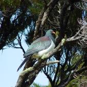 Chatham Island pigeon. Adult perched in tree. Chatham Island near Taiko camp, October 2007. Image &copy; Graeme Taylor by Graeme Taylor