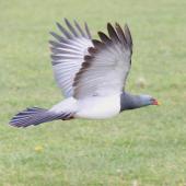 Chatham Island pigeon. Adult in flight showing underwing. Taiko Camp, Chatham Island, October 2011. Image &copy; Mark Fraser by Mark Fraser