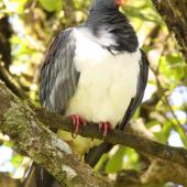 Chatham Island pigeon. Perched adult with feathers fluffed up. Sweetwater, Chatham Island, October 2011. Image &copy; Mark Fraser by Mark Fraser