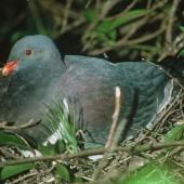 Parea | Chatham Island pigeon. Adult on nest. Chatham Island. Image &copy; Department of Conservation (image ref: 10023527) by Ralph Powlesland, Department of Conservation Courtesy of Department of Conservation