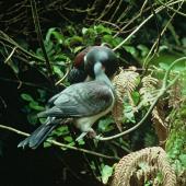 Parea | Chatham Island pigeon. Adult feeding juvenile. Chatham Island. Image &copy; Department of Conservation (image ref: 10031543) by Ian Flux, Department of Conservation Courtesy of Department of Conservation