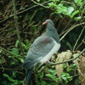 Parea | Chatham Island pigeon. Juvenile. Chatham Island. Image &copy; Department of Conservation (image ref: 10032547) by Ian Flux, Department of Conservation Courtesy of Department of Conservation