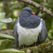 Parea | Chatham Island pigeon. Adult. Chatham Island, November 2020. Image &copy; James Russell by James Russell