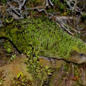 Kakapo. Adult. Codfish Island, December 2011. Image &copy; Colin Miskelly by Colin Miskelly