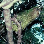 Kākāpō | Kakapo. Adult 'Lionel' in tree. Stewart Island, December 1983. Image &copy; Alan Tennyson by Alan Tennyson