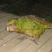 Kakapo. Adult male walking on wooden deck. Maud Island, February 2012. Image &copy; James Mortimer by James Mortimer