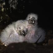 Kākāpō | Kakapo. Chicks in nest. Anchor Island, February 2022. Image &copy; Oscar Thomas by Oscar Thomas www.oscarthomas.nz