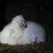 Kākāpō | Kakapo. Young chicks in nest. Anchor Island, February 2022. Image &copy; Oscar Thomas by Oscar Thomas www.oscarthomas.nz