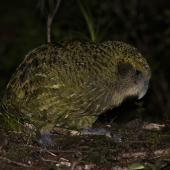 Kākāpō | Kakapo. Subadult male olive morph. Anchor Island, March 2022. Image &copy; Oscar Thomas by Oscar Thomas www.oscarthomas.nz