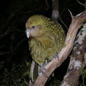 Kakapo. Adult. Anchor Island, March 2011. Image &copy; Colin Miskelly by Colin Miskelly