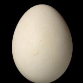 Kakapo. Egg 51.7 x 39.5 mm (NMNZ OR.025580, collected by Don Merton). Whenua Hou / Codfish Island, April 1992. Image &copy; Te Papa by Jean-Claude Stahl