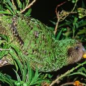 Kākāpō | Kakapo. 2-year-old male 'Trevor' feeding on ripe poroporo fruit. Maud Island, March 2001. Image &copy; Department of Conservation (image ref: 10047127) by Don Merton, Department of Conservation Courtesy of Department of Conservation