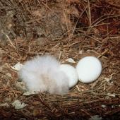 Kakapo. Nest containing 2 eggs and a 1-day-old chick. Maud Island, March 1998. Image &copy; Department of Conservation (image ref: 10039102) by Don Merton, Department of Conservation Courtesy of Department of Conservation