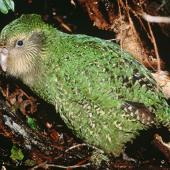Kākāpō | Kakapo. Juvenile 'Manu' (75 days old). Whenua Hou / Codfish Island, June 1997. Image &copy; Department of Conservation (image ref: 10036011) by Don Merton, Department of Conservation Courtesy of Department of Conservation