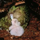 Kākāpō | Kakapo. Adult female 'Alice' feeding 12-day-old chick in nest. Whenua Hou / Codfish Island, April 1997. Image &copy; Department of Conservation (image ref: 10034704) by Don Merton, Department of Conservation Courtesy of Department of Conservation