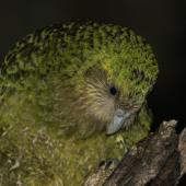 Kākāpō | Kakapo. Subadult female green morph. Anchor Island, March 2022. Image &copy; Oscar Thomas by Oscar Thomas www.oscarthomas.nz