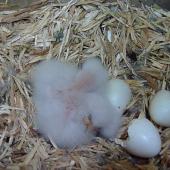 Kaka. Three North Island kaka chicks approximately 1 to 3 days old, and one unhatched egg. Karori Sanctuary / Zealandia, Wellington, December 2010. Image &copy; Judi Lapsley Miller by Judi Lapsley Miller judi@psychokiwi.org