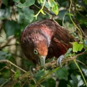 Kaka. Adult female North Island kākā - kākā kura (red colour morph). Karori Sanctuary / Zealandia, February 2017. Image &copy; Judi Lapsley Miller by Judi Lapsley Miller http://www.artbyjlm.com