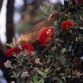 Kākā | Kaka. Adult North Island kaka feeding on pohutukawa flowers. Little Barrier Island. Image &copy; Terry Greene by Terry Greene