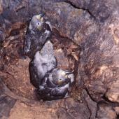 Kākā | Kaka. North Island kaka chicks in nest. Waipapa, Pureora Forest Park. Image &copy; Terry Greene by Terry Greene
