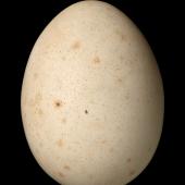 Kākā | Kaka. South Island kaka egg 43.1 x 31.8 mm (NMNZ OR.007246, collected by 'Burton'). Milford Sound, March 1881. Image &copy; Te Papa by Jean-Claude Stahl