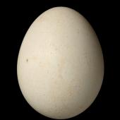 Kākā | Kaka. North Island kaka egg 41.1 x 31.8 mm (NMNZ OR.026927, collected by Ralph Powlesland). Whirinaki Forest Park, November 2001. Image &copy; Te Papa by Jean-Claude Stahl