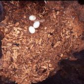 Kākā | Kaka. Clutch of North Island kaka eggs. Waipapa, Pureora Forest Park. Image &copy; Terry Greene by Terry Greene