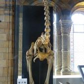 South Island giant moa. Mounted skeleton in Natural History Museum, London, registration number A608. . Image &copy; Alan Tennyson & the Natural History Museum by Alan Tennyson