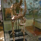 South Island giant moa. Mounted male skeleton in Otago Museum. Hamilton Swamp, Otago. Image &copy; Alan Tennyson & Otago Museum by Alan Tennyson