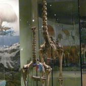 South Island giant moa. Mounted skeletons in Otago Museum, male in front of female. . Image &copy; Alan Tennyson & Otago Museum by Alan Tennyson