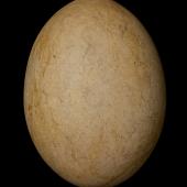 South Island giant moa | Moa nunui. Egg 240 x 178 mm (NMNZ ME.012748). Kaikoura. Image &copy; Te Papa by Jean-Claude Stahl