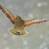 Kea. Juvenile in flight showing underwing. Arthur's Pass, August 2008. Image &copy; Suzi Phillips by Suzi Phillips