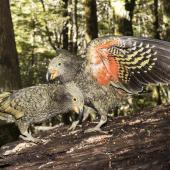 Kea. Two juveniles. Routeburn Flats, Mt Aspiring National Park, March 2016. Image &copy; Ron Enzler by Ron Enzler http://www.therouteburntrack.com