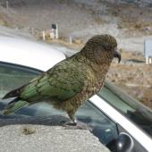 Kea. Adult with feathers fluffed up. Arthur's Pass, September 2011. Image &copy; James Mortimer by James Mortimer