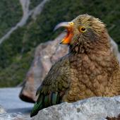 Kea. Juvenile with yellow eyelids & ceres. Deaths Corner Lookout, Arthur's Pass, May 2015. Image &copy; Shellie Evans by Shellie Evans www.tikitouringnz.blogspot.co.nz