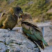 Kea. Juvenile (right) receiving reassurance from adult . Deaths Corner Lookout, Arthur's Pass, May 2015. Image &copy; Shellie Evans by Shellie Evans www.tikitouringnz.blogspot.co.nz