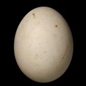 Kea. Egg (42.9 x 33.9 mm). NMNZ OR.030183, collected by John & Carol Feast. Ex captivity (Whitianga). Image &copy; Te Papa by Jean-Claude Stahl