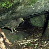 Kea. Juvenile outside nest hole. Tutoko high bench, Fiordland National Park, January 1978. Image &copy; Department of Conservation (image ref: 10042130) by Rod Morris, Department of Conservation Courtesy of Department of Conservation