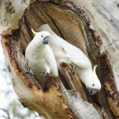 Sulphur-crested cockatoo. Adult pair inspecting a nesting hollow. Canberra, November 2015. Image &copy; RM by RM