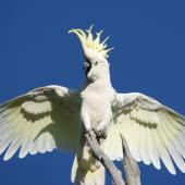 Sulphur-crested cockatoo. Adult breeding/territorial display. Canberra, Australia., November 2016. Image &copy; RM by RM