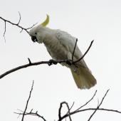 Sulphur-crested cockatoo. Perching adult in profile. Cairns, Queensland, Australia, August 2010. Image &copy; Andrew Thomas by Andrew Thomas