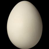 Sulphur-crested cockatoo. Egg 47.3 x 34.7 mm (NMNZ OR.025971, collected by the Barnard family). Coomooboolaroo station, 20 km sw of Duaringa, central east Queensland. Image &copy; Te Papa by Jean-Claude Stahl