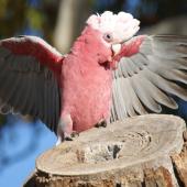 Galah. Male with erect crest and arched wings in courtship display to a female (out of shot) at the entrance to a nesting hollow. Canberra, Australia., July 2016. Image &copy; RM by RM